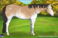 Horse Color:White Spotted Buckskin