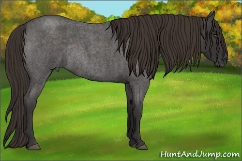 Horse Color:Liver Red Roan Frame Rabicano 