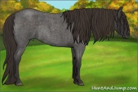 Horse Color:Liver Red Roan Frame Rabicano