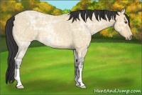 Horse Color:Buckskin Ice Roan Dun 