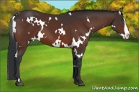 Horse Color:White Spotted Bay Splash Frame