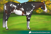 Horse Color:White Spotted Brown Splash Frame