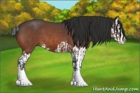 Horse Color:Bay Roan Splash  and Bay Roan Splash 