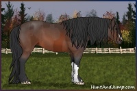 Horse Color:Brown  and Brown Roan 