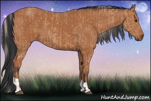 Horse Color:Chestnut  and Bay 