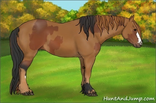 Horse Color:Brown  and Chestnut 