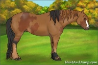 Horse Color:Brown  and Chestnut 