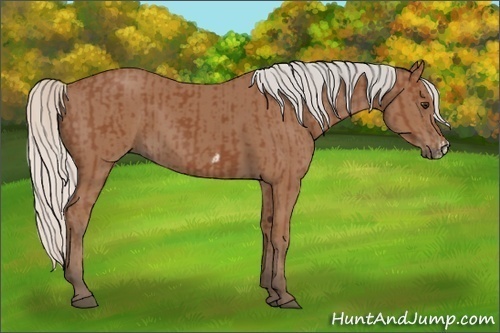 Horse Color:Silver Bay  and Silver Bay Frame 