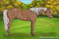 Horse Color:Silver Bay  and Silver Bay Frame 