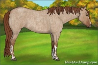 Horse Color:Red Dun Roan  and Red Dun Roan 