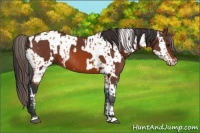 Horse Color:Bay Appaloosa  and Bay 