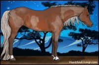 Horse Color:Silver Bay Roan  and Silver Bay Roan 