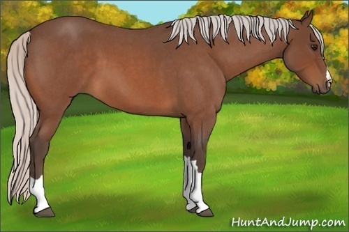 Horse Color:Silver Bay Roan 