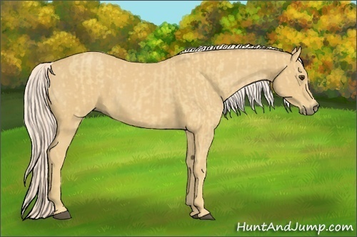 Horse Color:Palomino and Palomino