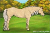Horse Color:Palomino  and Palomino 