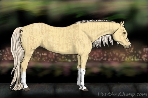 Horse Color:Palomino and Palomino Dun