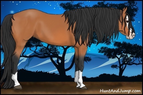 Horse Color:Unknown 