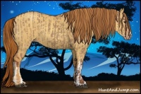 Horse Color:Red Dun  and Gold Champagne Dun 