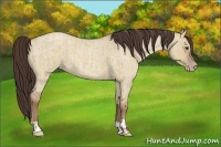Horse Color:Classic Champagne Dun and Classic Champagne Roan Dun