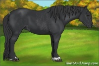 Horse Color:Black and Black Rabicano