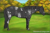 Horse Color:White Spotted Smoky Black