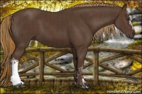 Horse Color:Liver Chestnut  and Liver Chestnut 