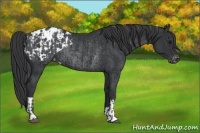 Horse Color:Black Blanket Rabicano and Black Varnish Rabicano