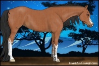 Horse Color:Bay and Bay