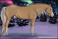 Horse Color:Palomino  and Palomino Splash 