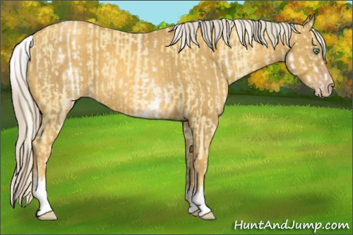 Horse Color:White Spotted Gold Cream Champagne  and Gray White Spotted Gold Cream Champagne 