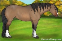 Horse Color:Bay Dun  and Bay Dun 
