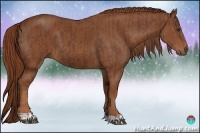 Horse Color:Chestnut  and Chestnut 