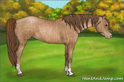 Horse Color:Brown Pearl and Brown Pearl