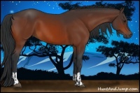 Horse Color:Bay and Bay