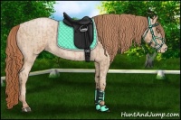 Horse Color:Bay Roan Pearl  and Buckskin Roan Pearl 