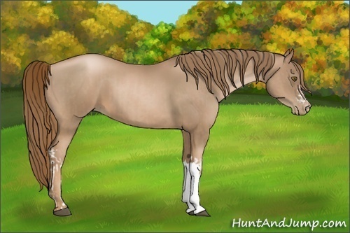 Horse Color:Liver Chestnut Pearl  and Liver Chestnut Pearl 