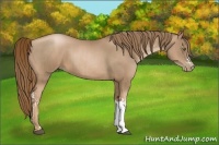 Horse Color:Liver Chestnut Pearl  and Liver Chestnut Pearl 