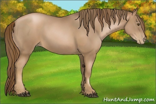 Horse Color:Liver Chestnut Pearl  and Liver Chestnut Pearl 