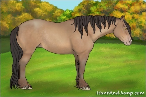 Horse Color:Amber Champagne Rabicano 