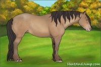 Horse Color:Amber Champagne Rabicano 