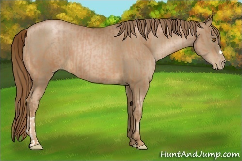 Horse Color:Bay Pearl and Liver Chestnut Pearl