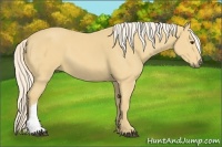 Horse Color:Palomino