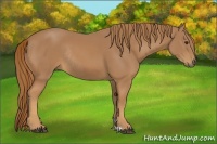 Horse Color:Chestnut Rabicano 