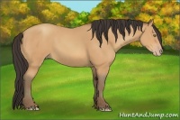 Horse Color:Amber Champagne Rabicano 