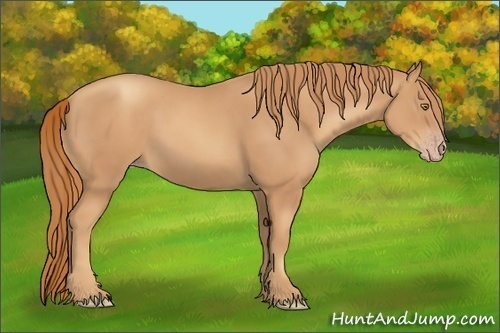 Horse Color:Gold Champagne Rabicano