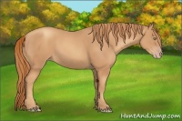 Horse Color:Gold Champagne Rabicano