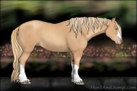 Horse Color:Gold Champagne Rabicano