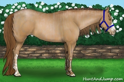 Horse Color:Liver Chestnut Pearl  and Bay Pearl 