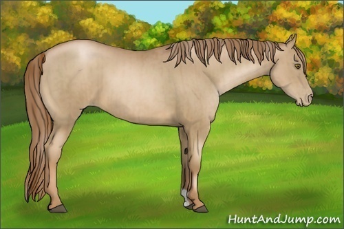 Horse Color:Liver Chestnut Pearl  and Liver Chestnut Pearl 