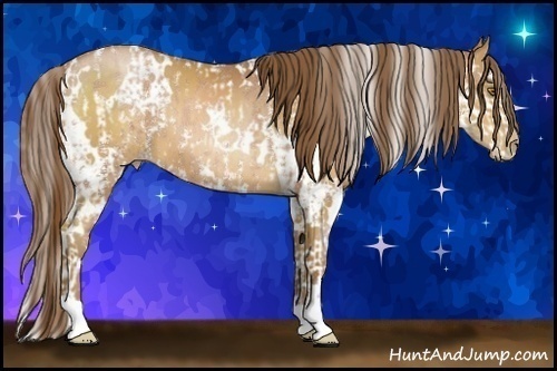 Horse Color:Bay Pearl Sabino  and White Spotted Bay Pearl 